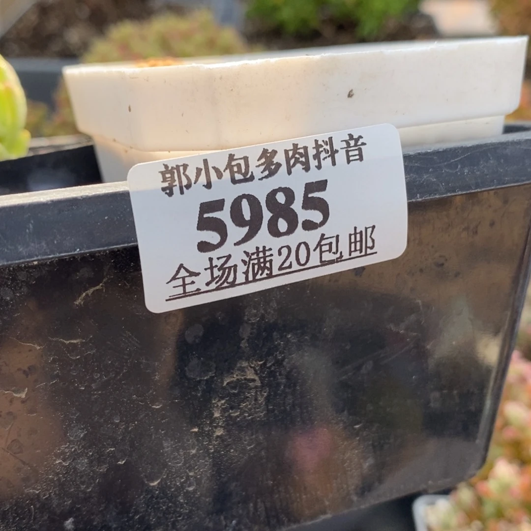 岁**年组合5985枝干番杏