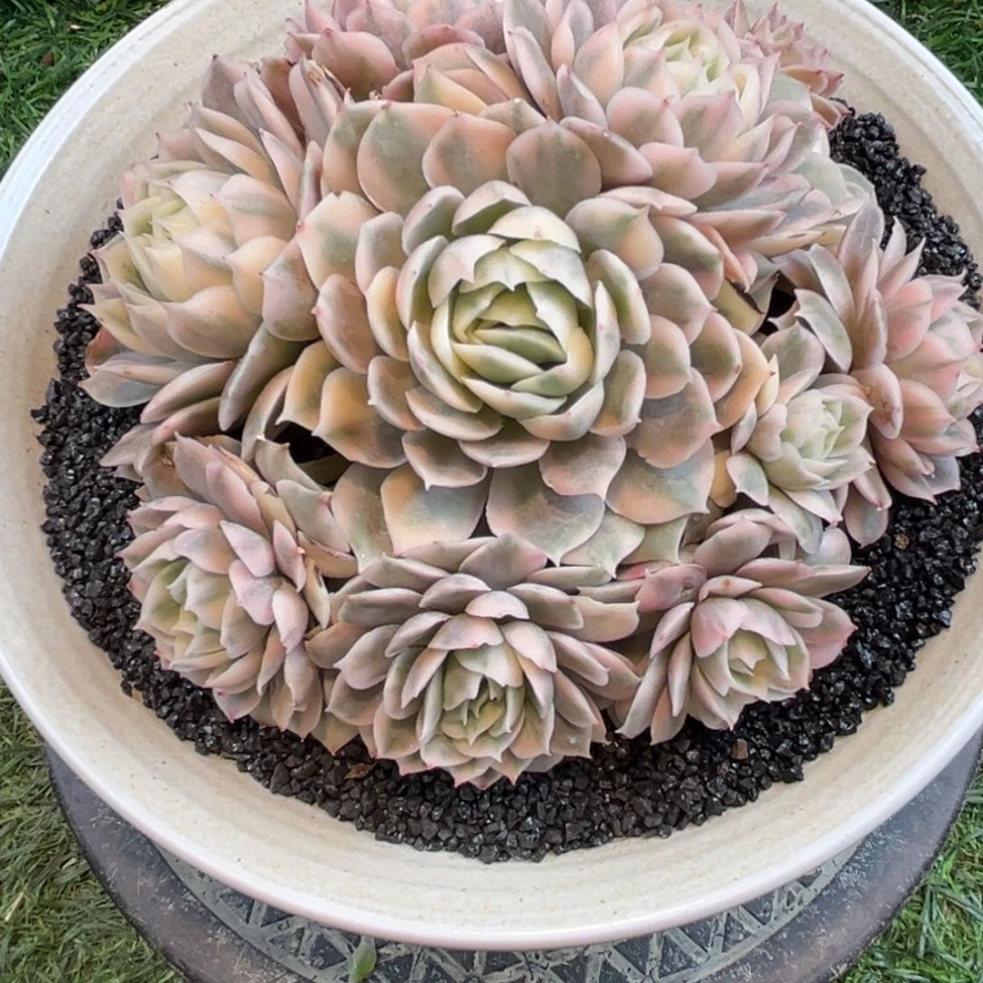 红陶天***炸昂斯诺锦王炸姐