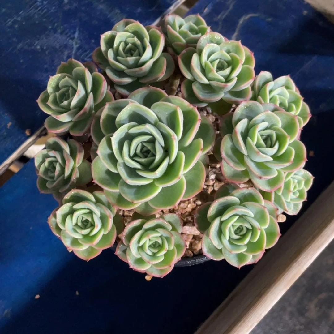 炫*一物一拍中通快递