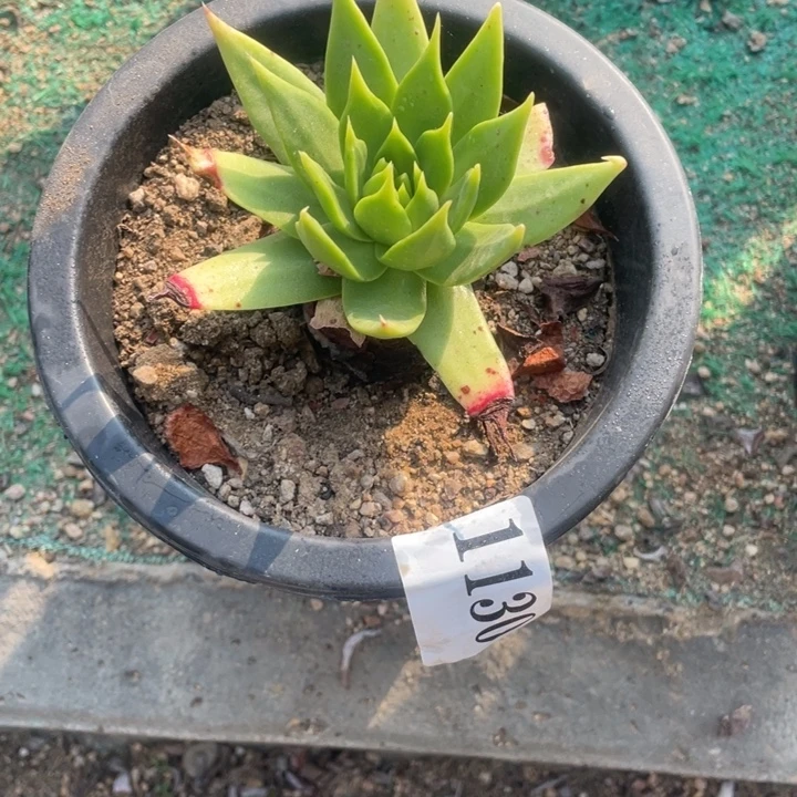 130号坎戴多肉植物