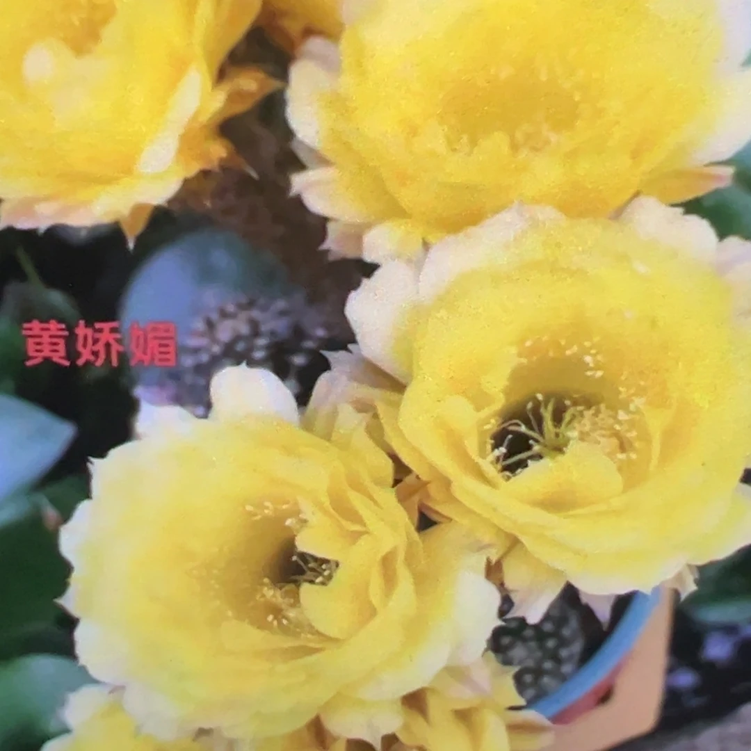 彩草 黄娇媚 侧芽 厘米 满20包邮