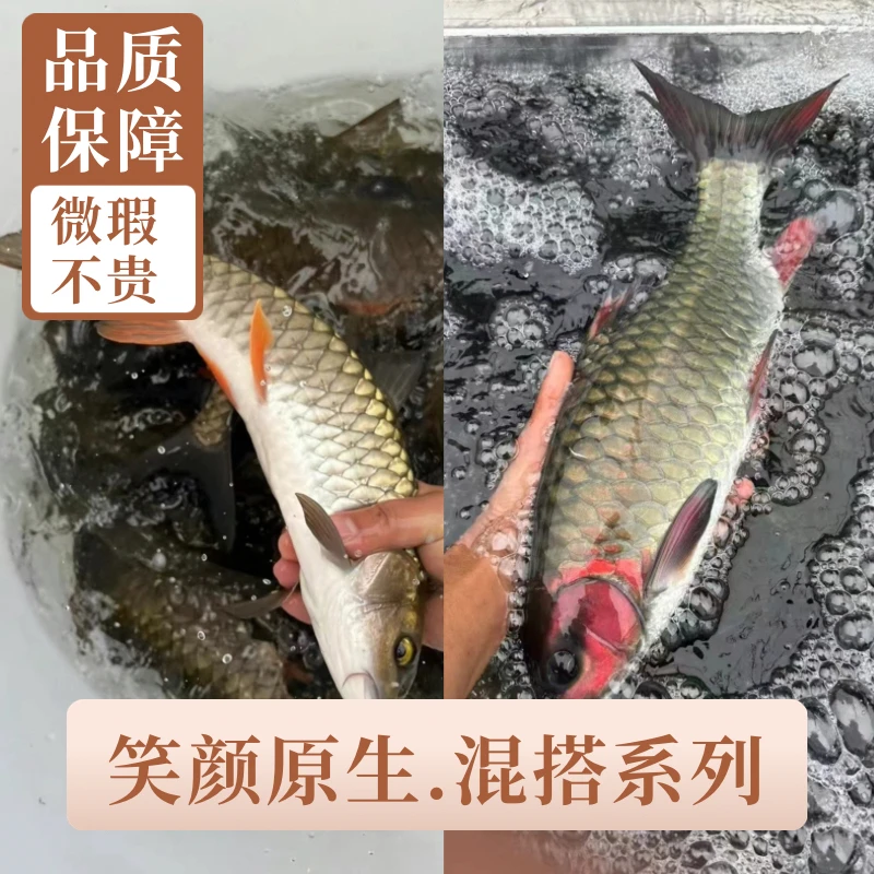 红脸青竹鲤军鱼活体观赏鱼耐活好养淡水鱼包邮