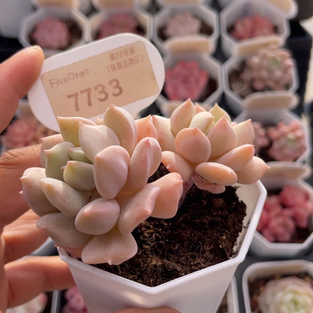 超奶7733-6.5厘米