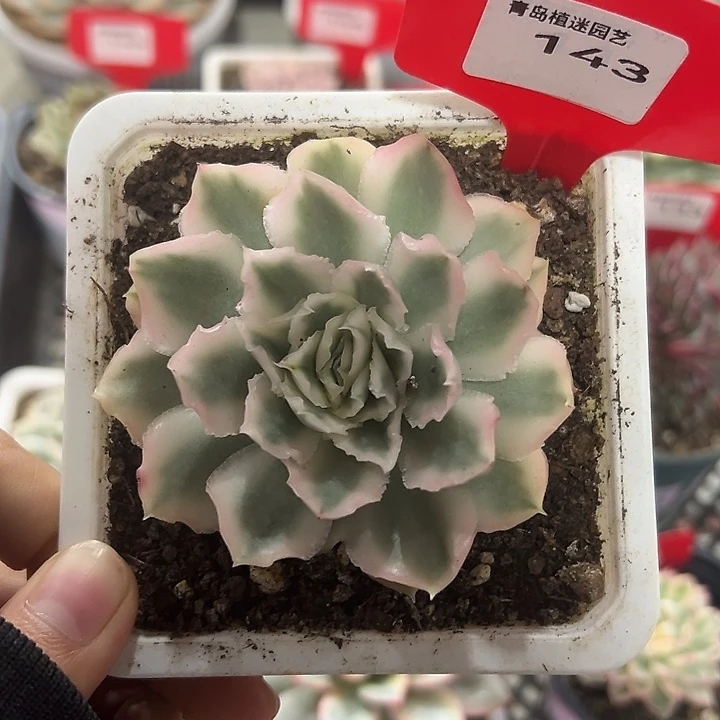 143号紫蝴蝶锦多肉植物