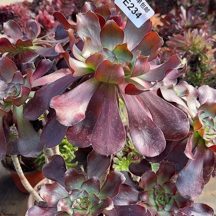 234号无毒法师丛林多肉