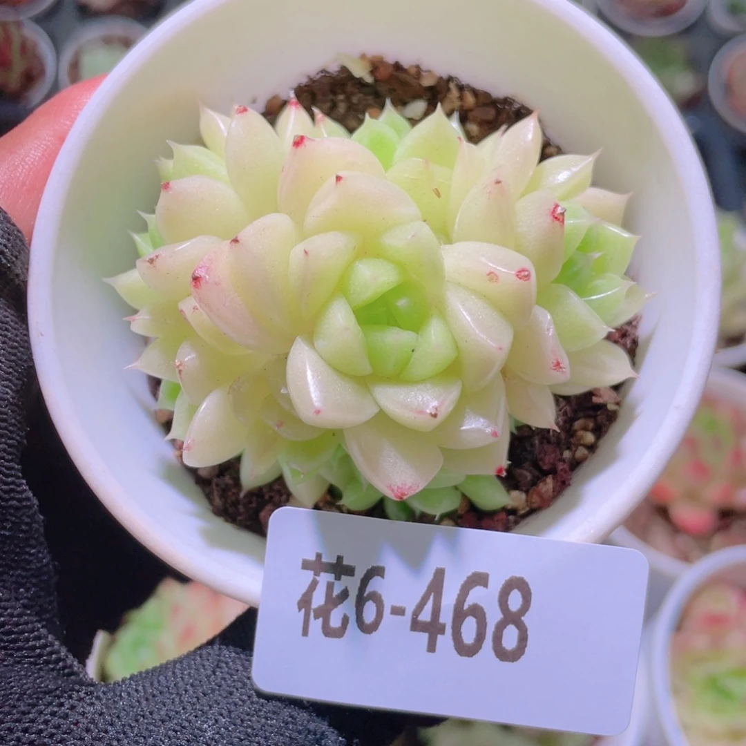 花利美6-468麦秆群