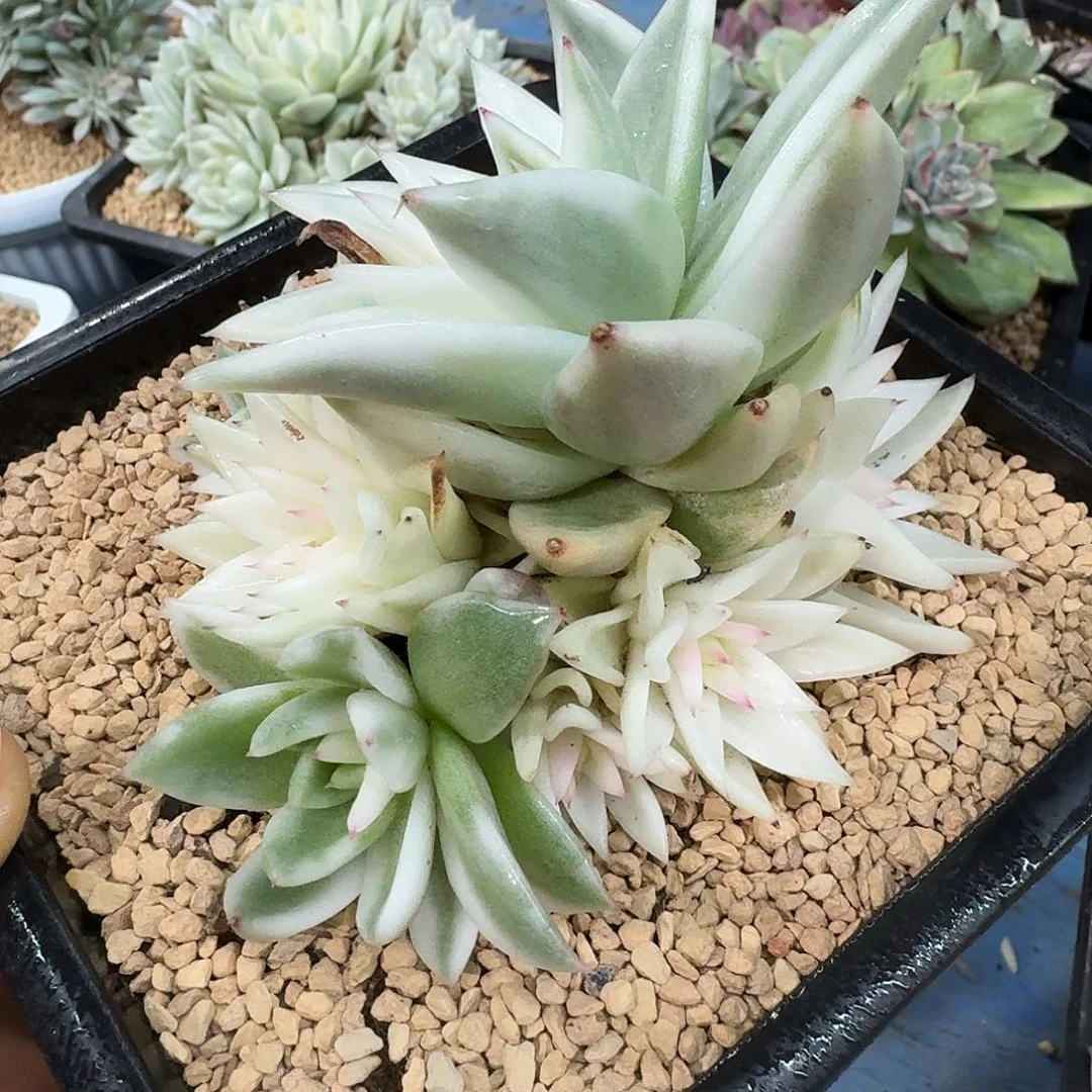 雪白玛利亚锦大群14厘米盆