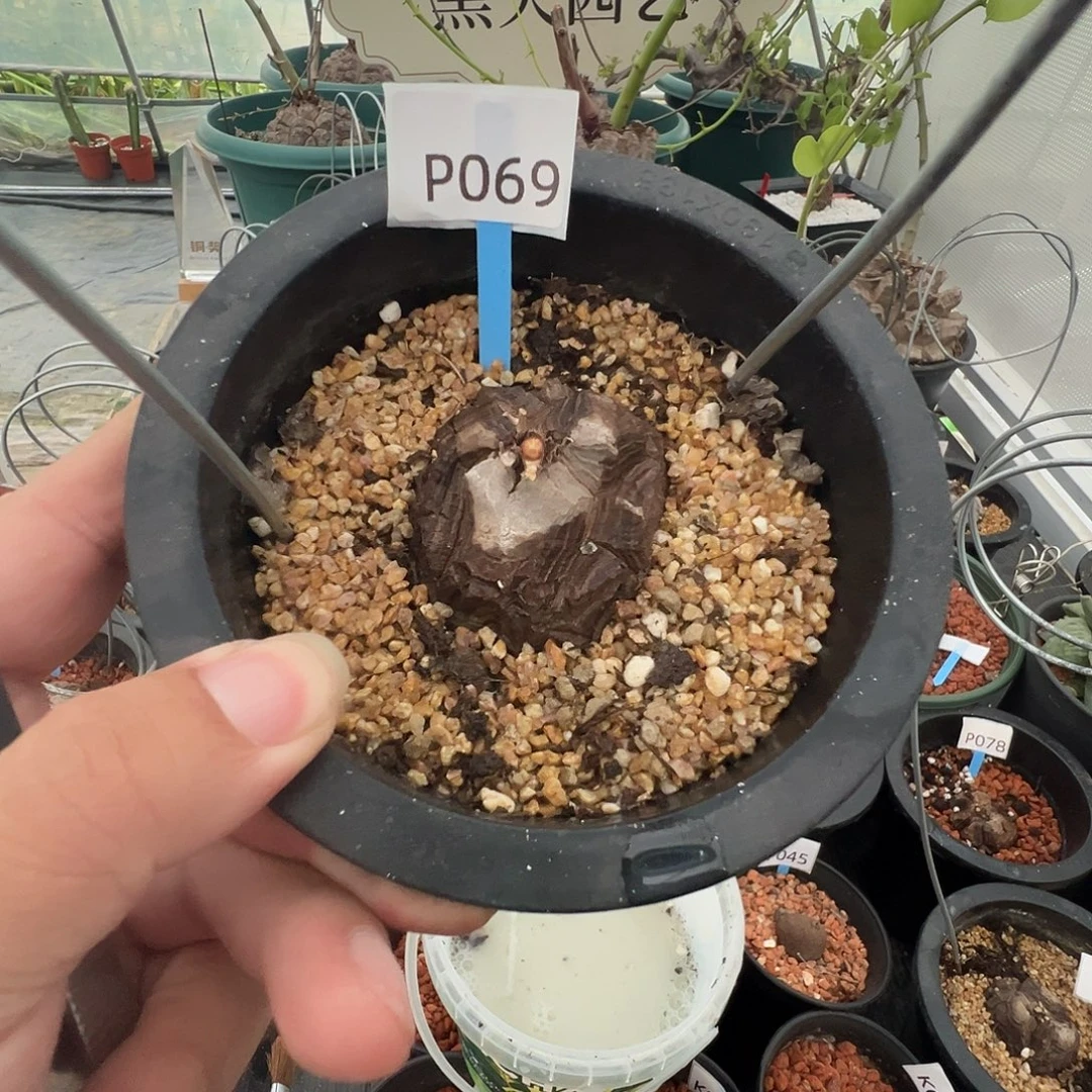 多肉植物专拍 一物一拍 南非龟甲龙069