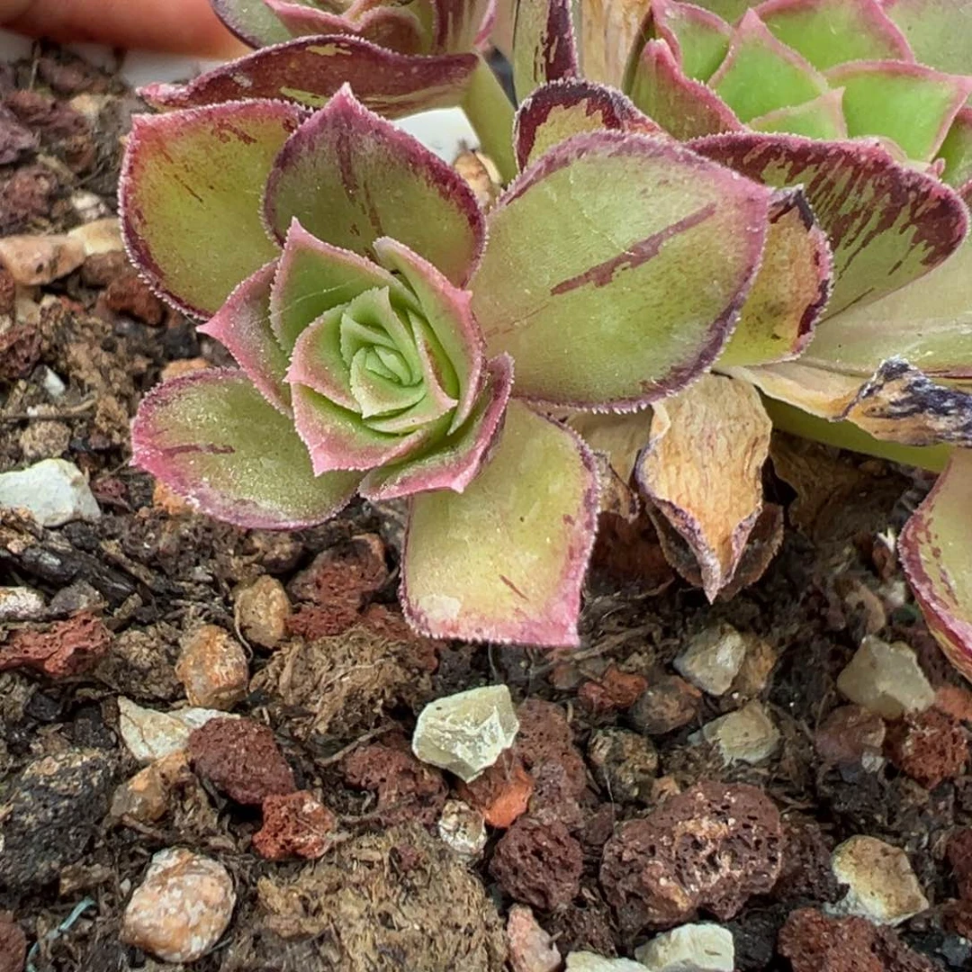 山地玫瑰侧芽。    4