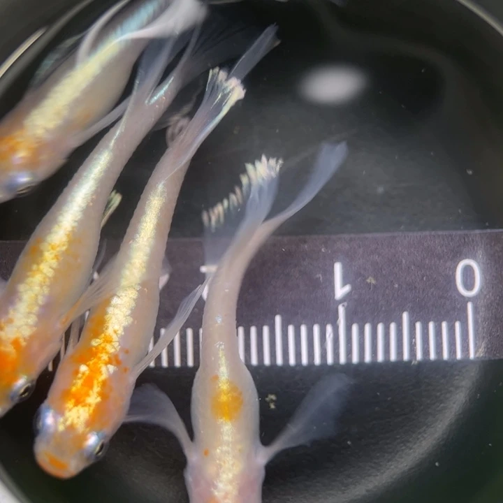 海水鱼真长鳍种鱼75号