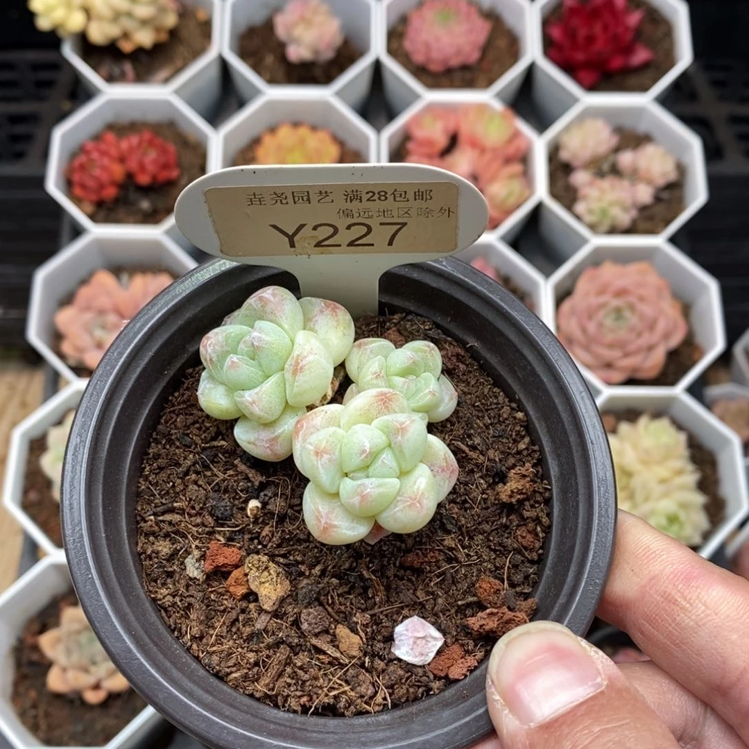 0227 冰玉三头 5cm