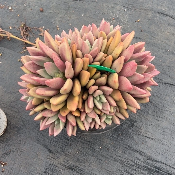 燕***一云欣多肉植物桃花源