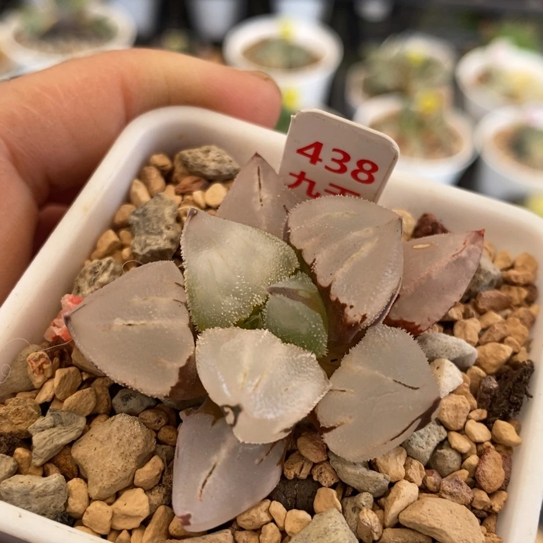 438号全窗冰玉鸾带盆