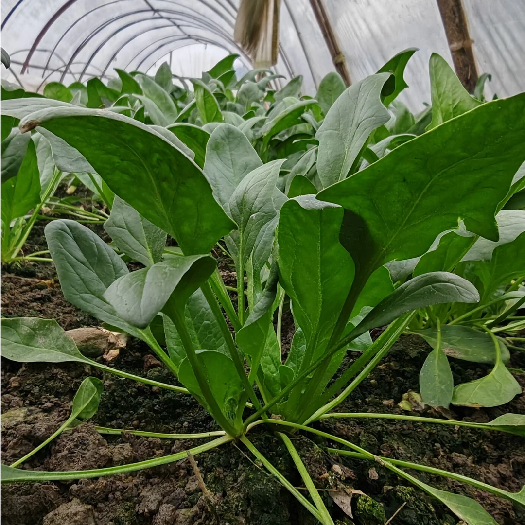 农家自种菠菜，新鲜到您家。