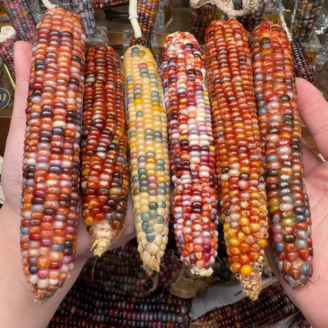 柏香籽/百香籽吊坠念*