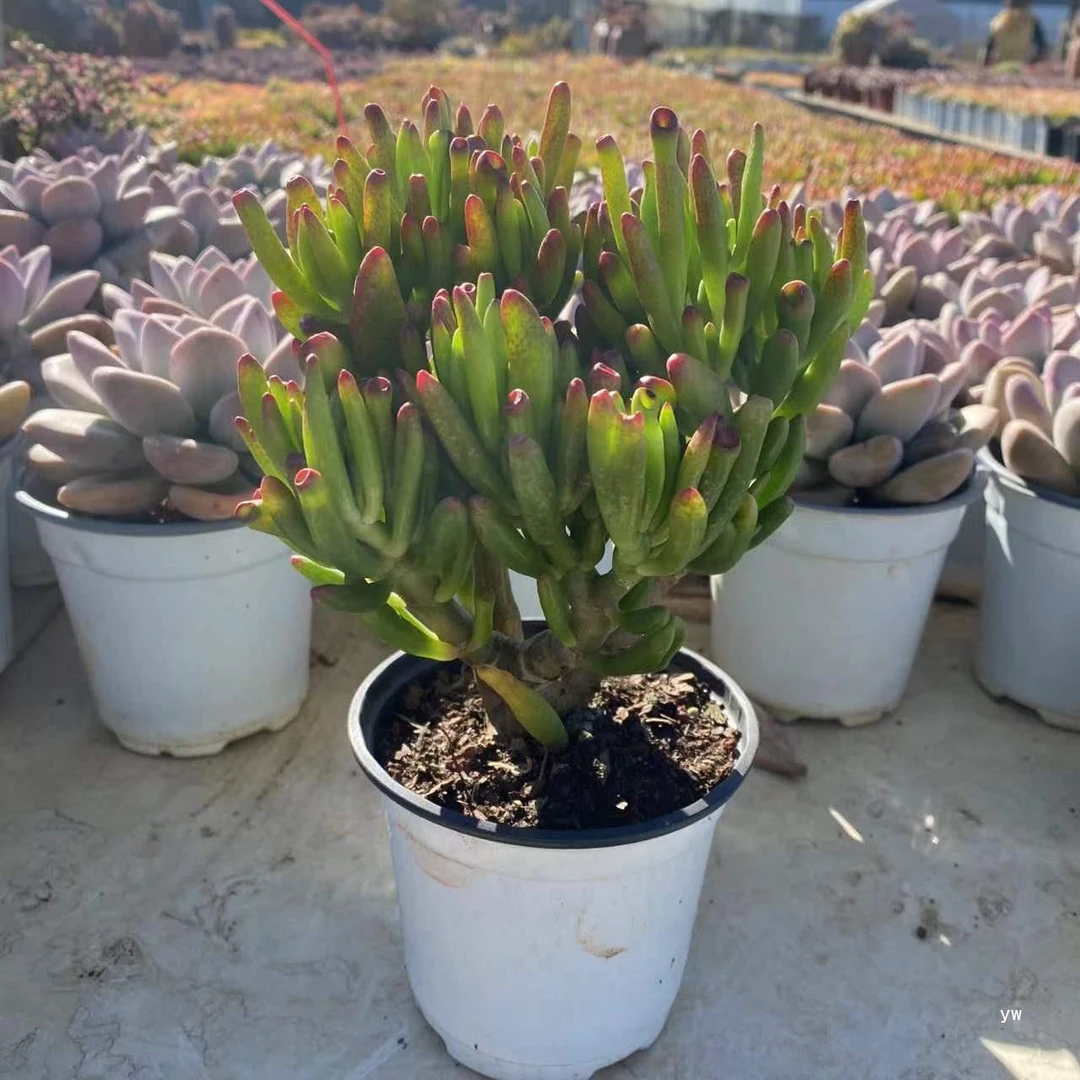 吸财树多肉植物带盆发货老桩多肉植物包邮包损赵