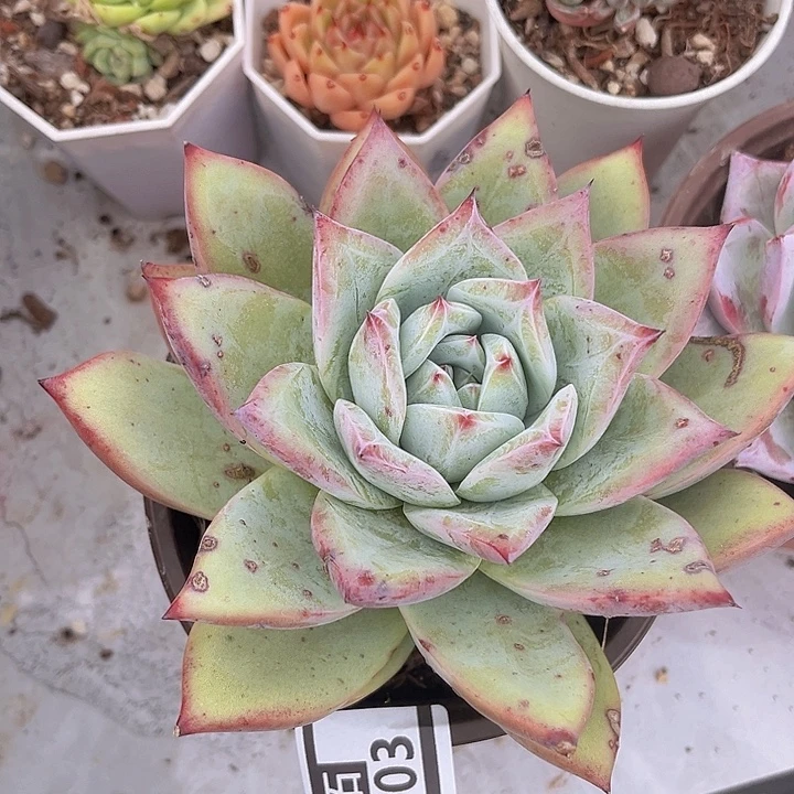 祖母绿10103多肉植物