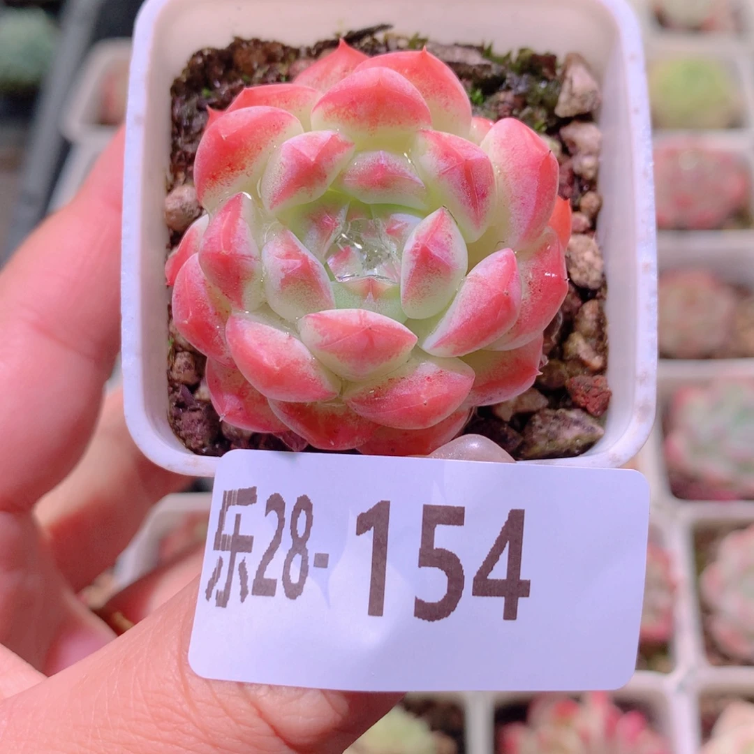 乐然28-154 白桃汽水