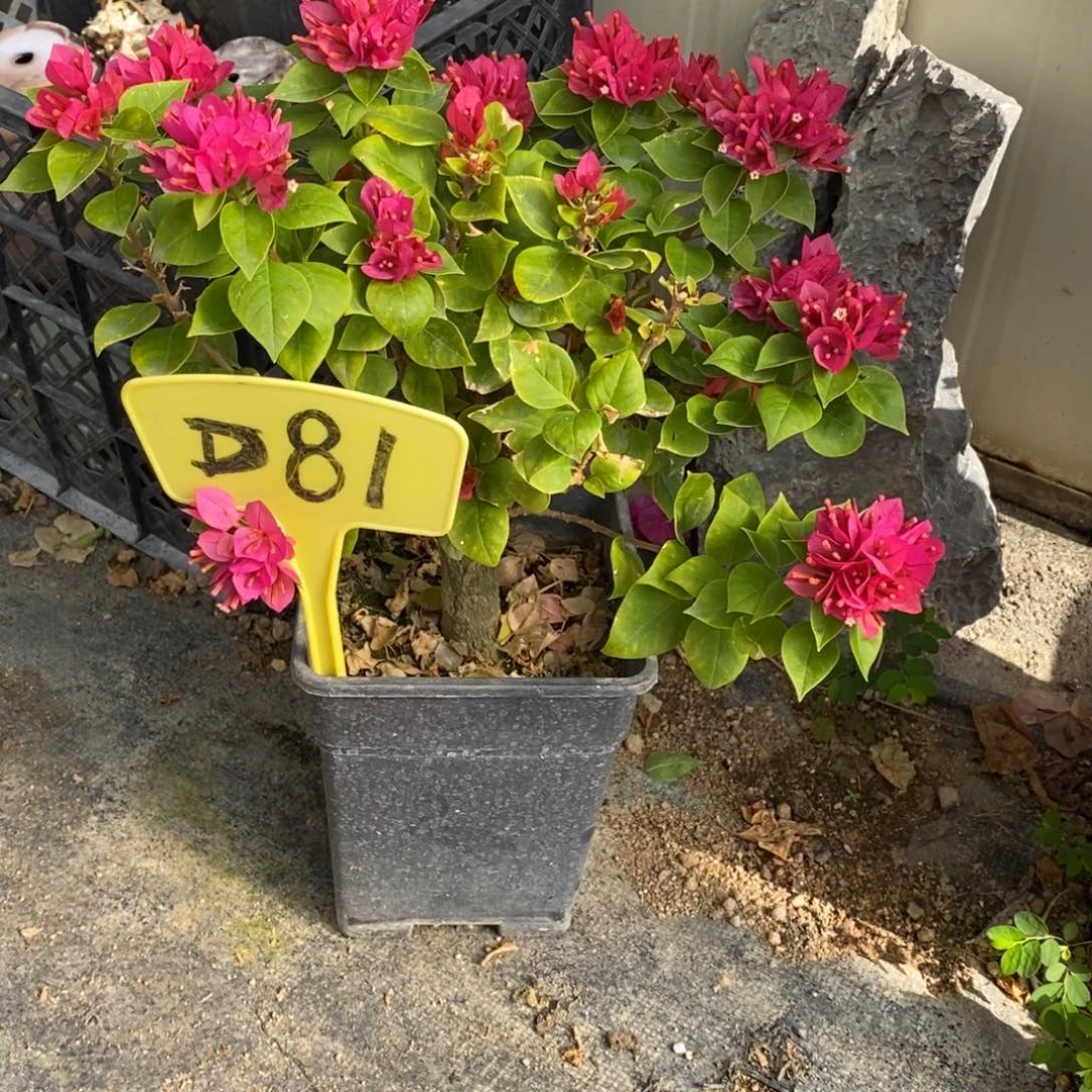 无花朵三角梅塔紫D81