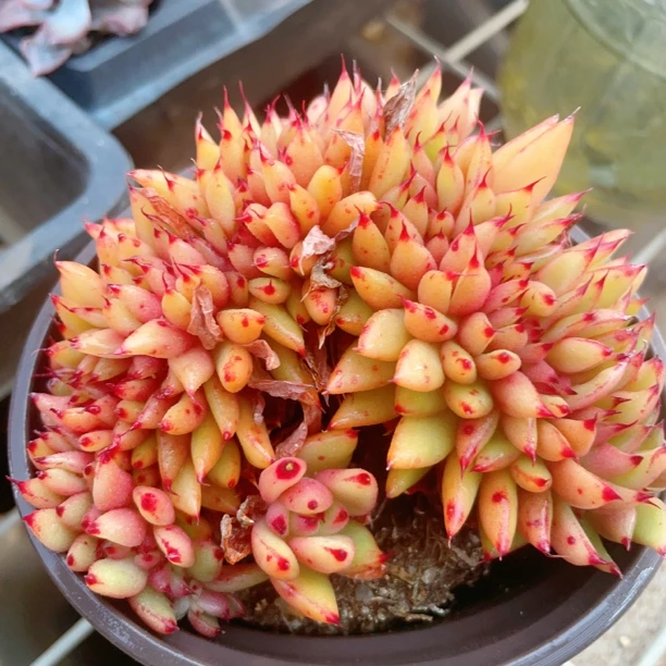 波西米亚缀化10cm盆【满9.9包邮】多肉植物以直播间展示为主