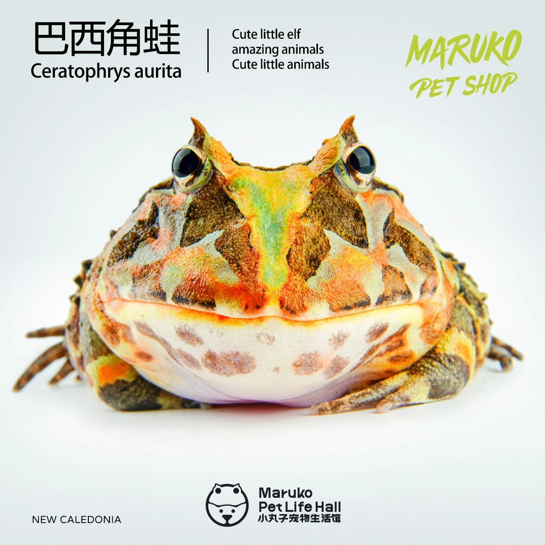 【小丸子角蛙】宠物角蛙多种品种活体包括霸王钟角蝴蝶小丑树蛙萌宠