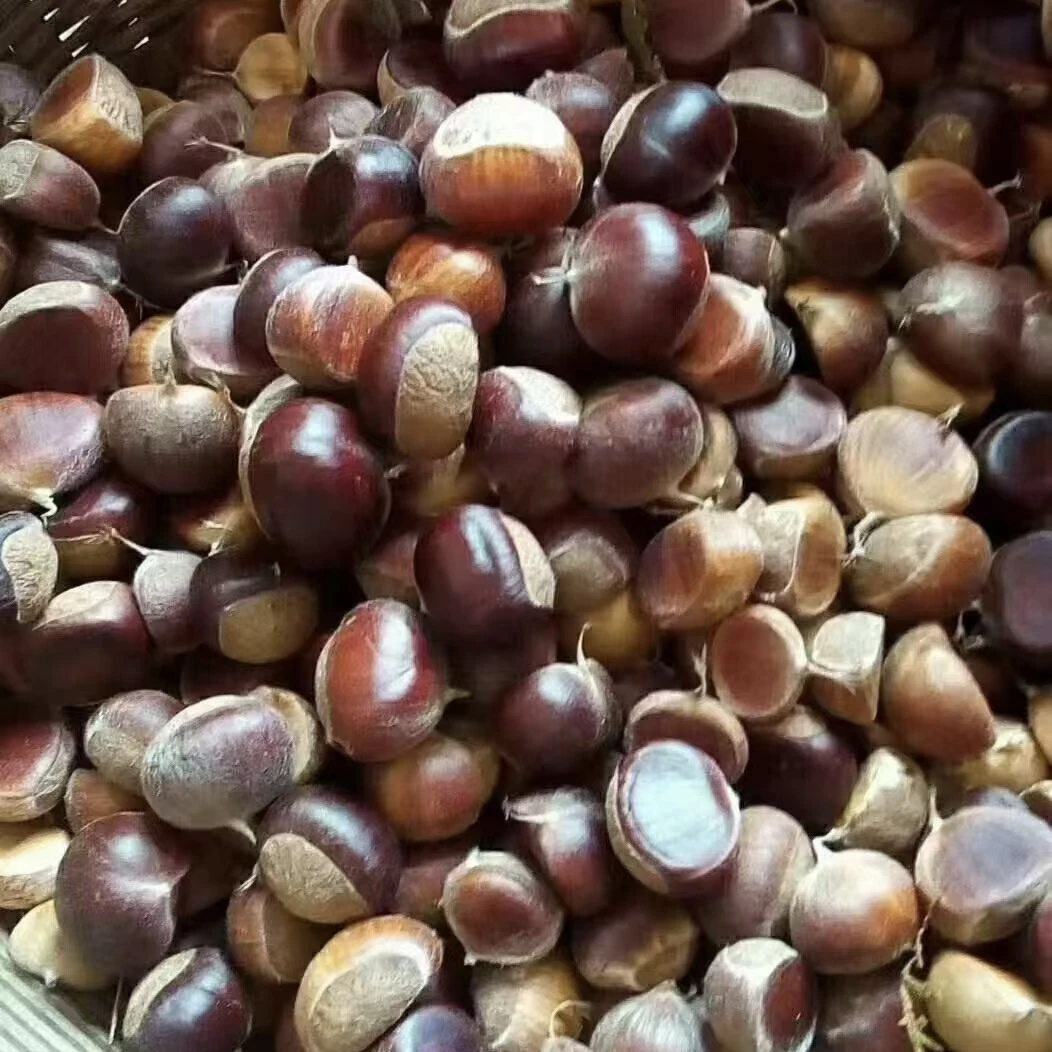 [顺丰包邮]江西永新高山新鲜板栗正宗现摘现发粉糯香甜好剥皮