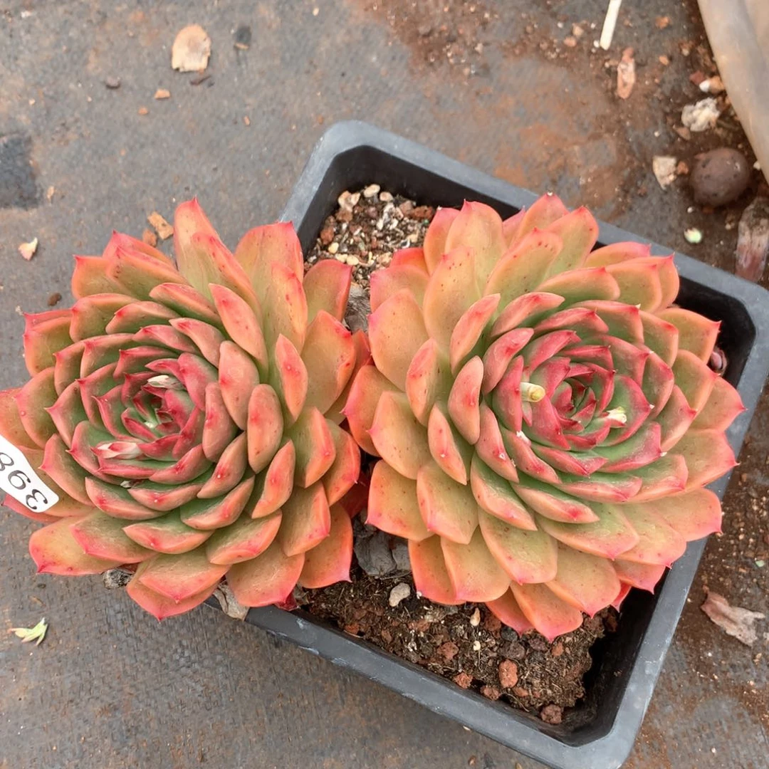 ?****?3984杂交多肉植物