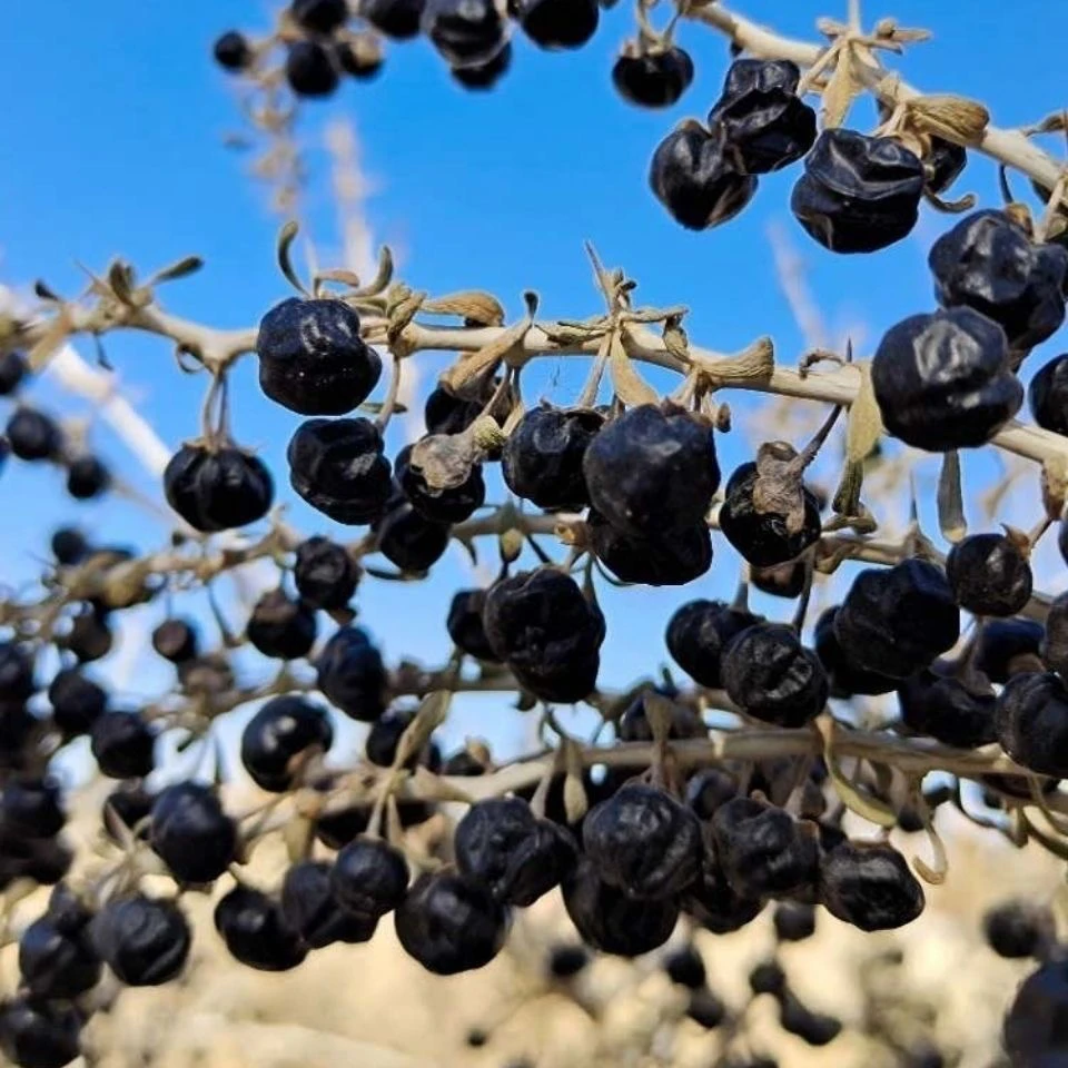 【黑枸杞】青海柴达木黑枸杞精选拒绝熏染不做添加优质头茬大果