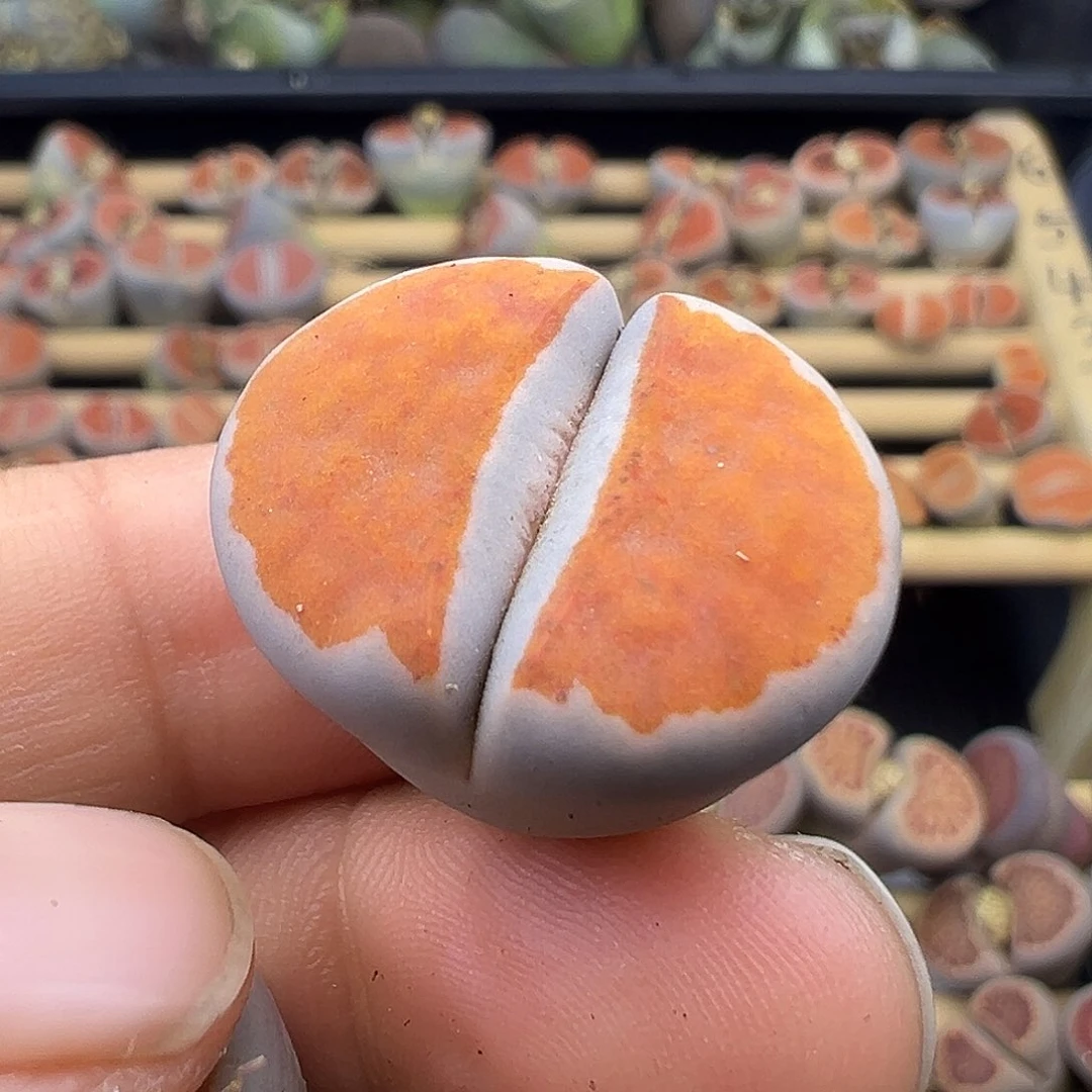 1379冰橙三代选拔株福利炸