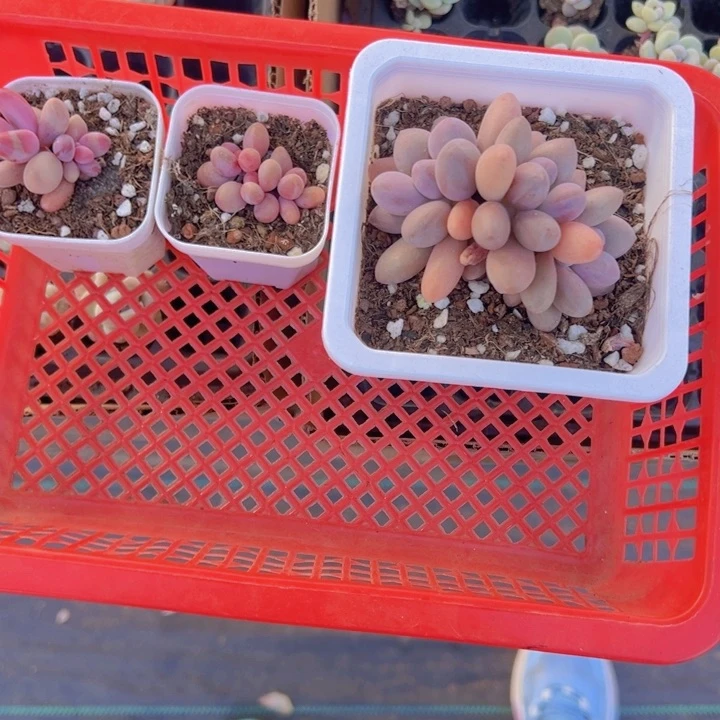 琳*林林专拍多肉植物大战僵尸