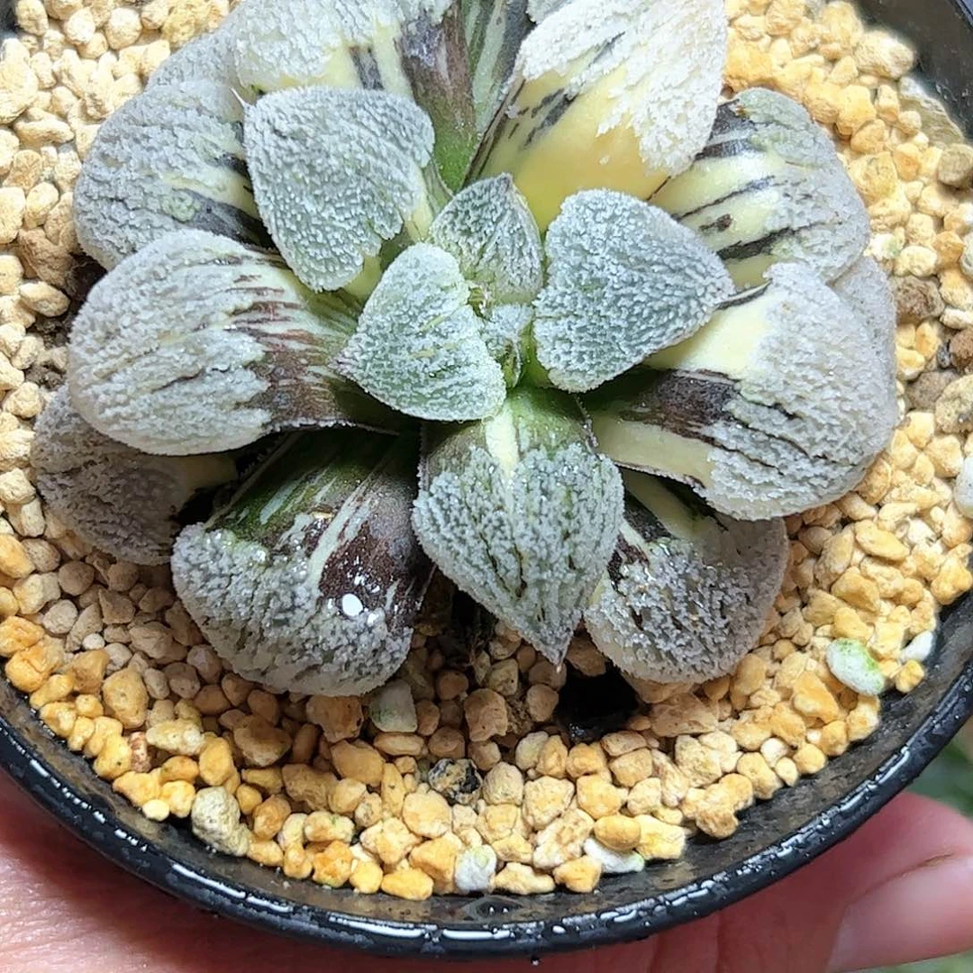 七公分雪之里母本锦十二卷