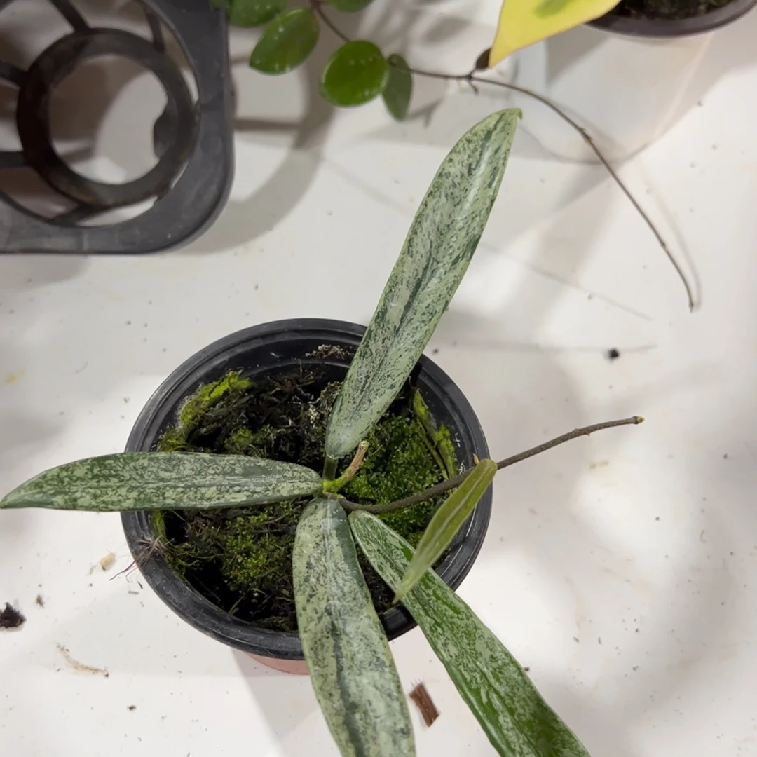 完全开放高斑迷你贝尔球兰