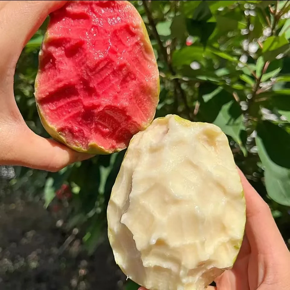 广西软糯白心芭乐新鲜水果奶油白色番石榴当季现摘巴乐果整箱包