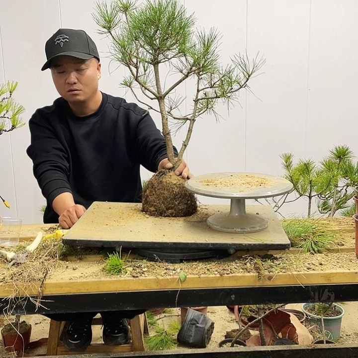 野**克黄山松盆景艺术中心