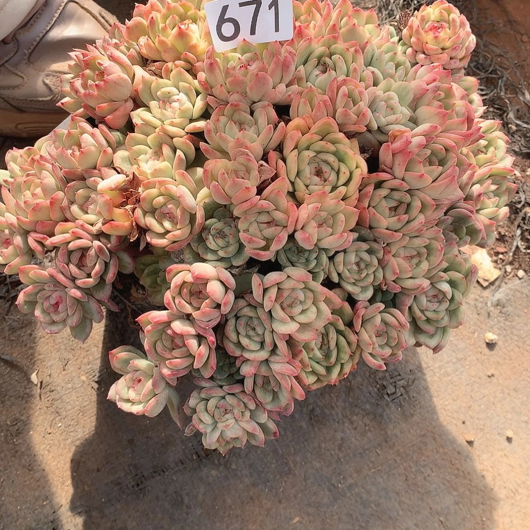 671锦 一物一拍多肉