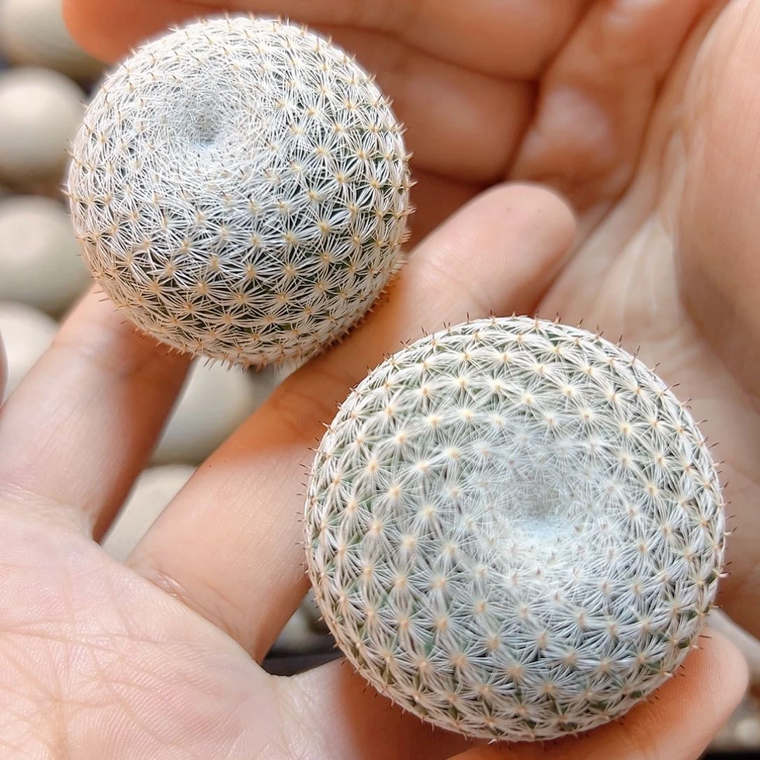 实生恋山彦3.7公分脱土