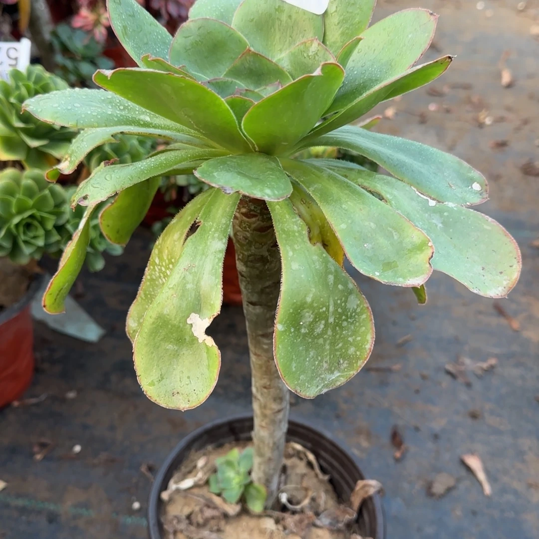 艳姿129满20包邮断枝不包