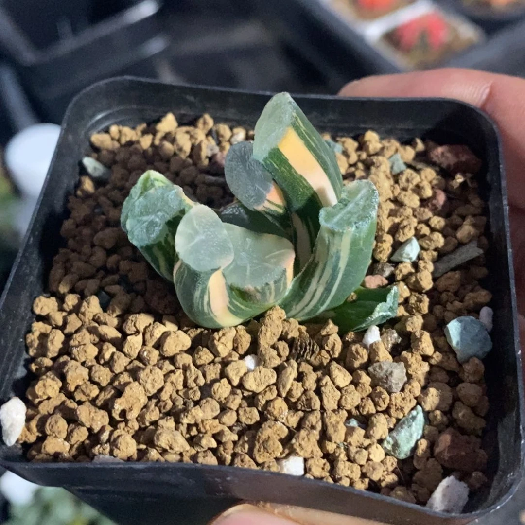 一颗万象锦 开播福利