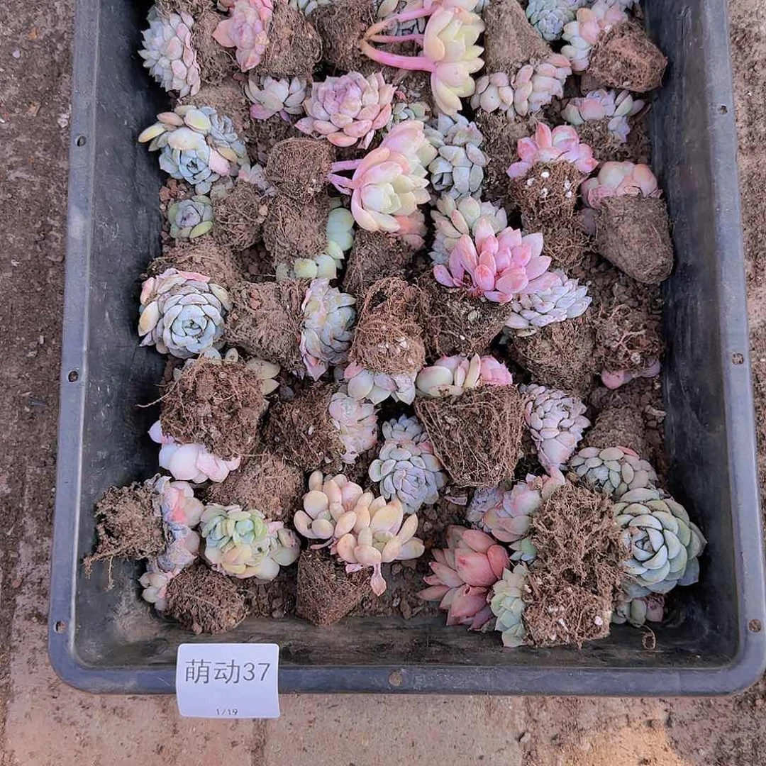 直播一物一拍多肉37