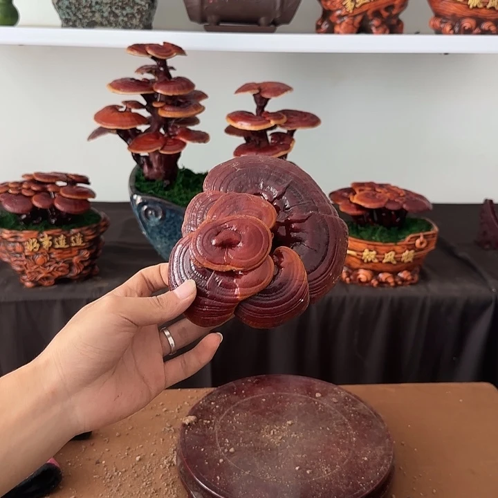 惠***享无花朵灵芝盆景居家盆景