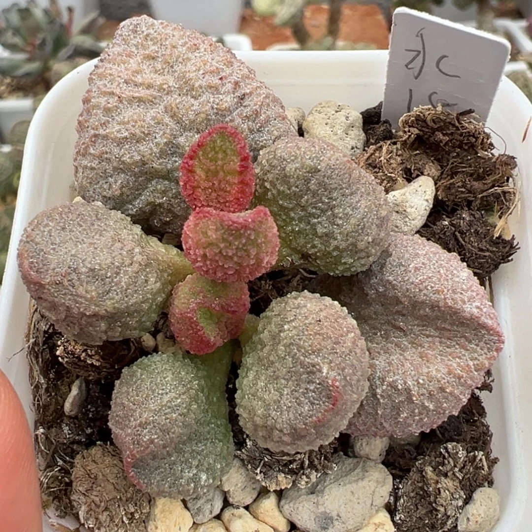 水蜜桃单头纯木质桩多肉植物