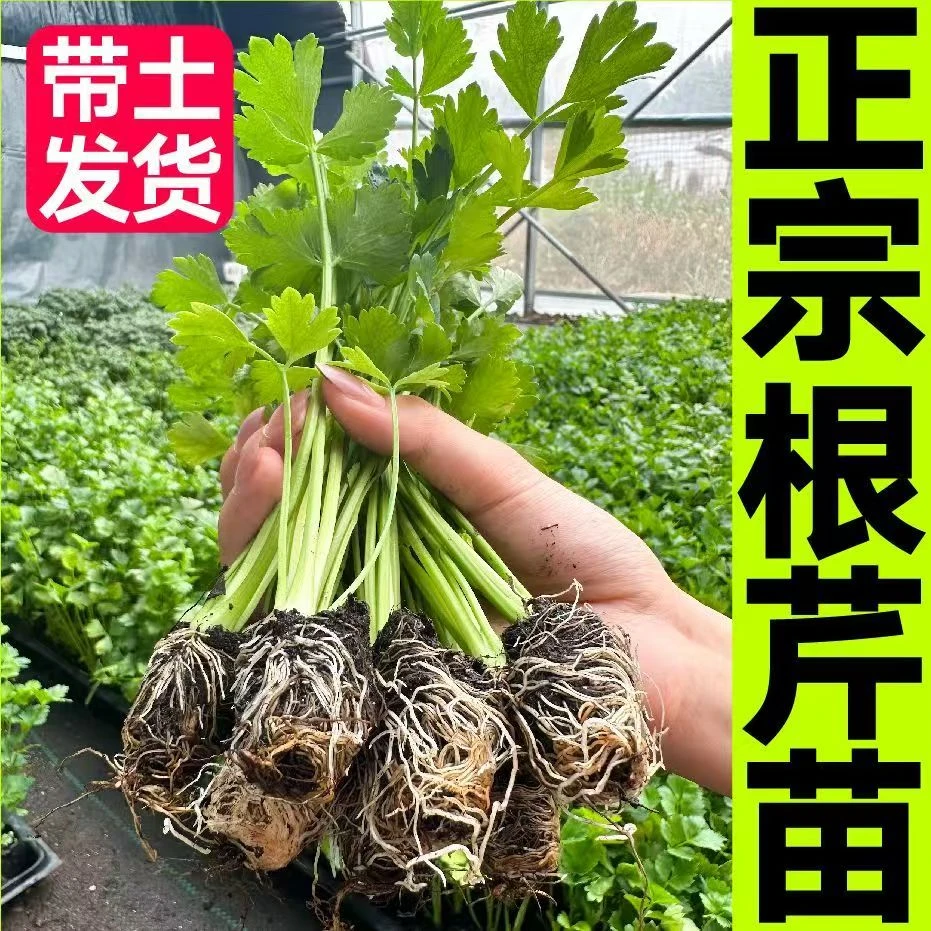 好物推荐根芹苗 芹菜苗易活四季种植大疙瘩根芹苗盆栽菜园种植