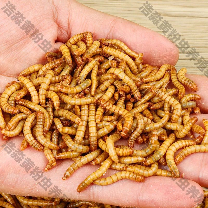 鸟食饲料鱼食小型鹦鹉小金鱼活饵鲜活宠物面包虫龙鱼黄粉虫龟粮