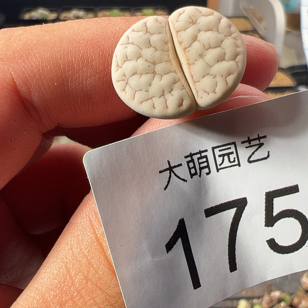 0000175 一物一拍……