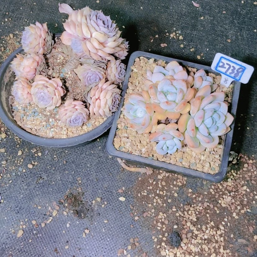 【闪购商品】蒙****郎2738两颗