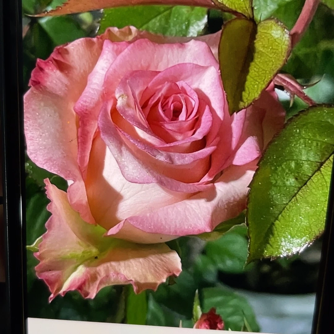 无花朵——水蜜桃 福利