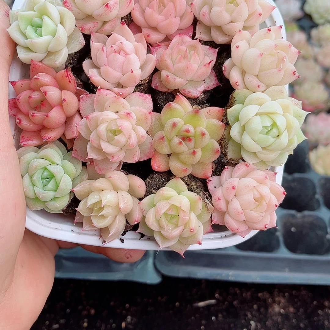 1-170 新疆西藏内蒙不发12.8包邮2-3公分多肉