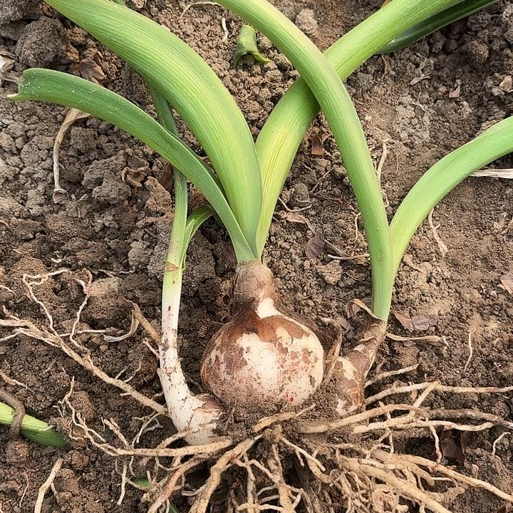 妈****袄白鬼六左右带侧