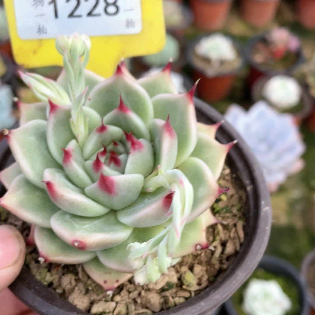 【闪购商品】影*1228号