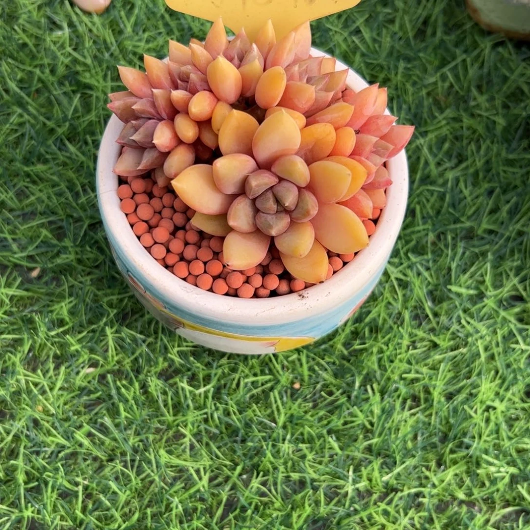 冷***知红象牙多肉植物保护